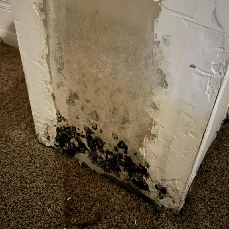 Professional Mold Removal in Cedar Point, NC